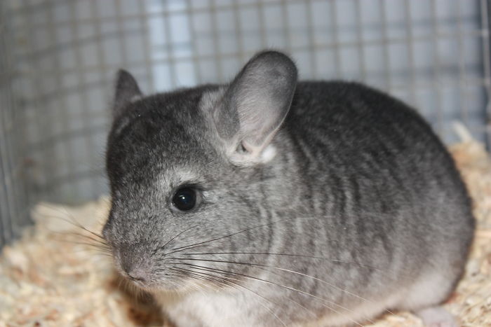 186 Baby Chinchillas That Will Melt Your Heart 186 Baby Chinchillas That Will Melt Your Heart
