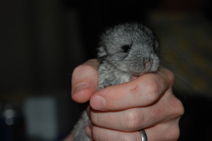 186 Baby Chinchillas That Will Melt Your Heart 186 Baby Chinchillas That Will Melt Your Heart
