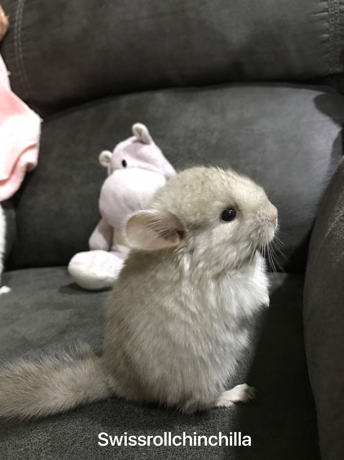 186 Baby Chinchillas That Will Melt Your Heart 186 Baby Chinchillas That Will Melt Your Heart