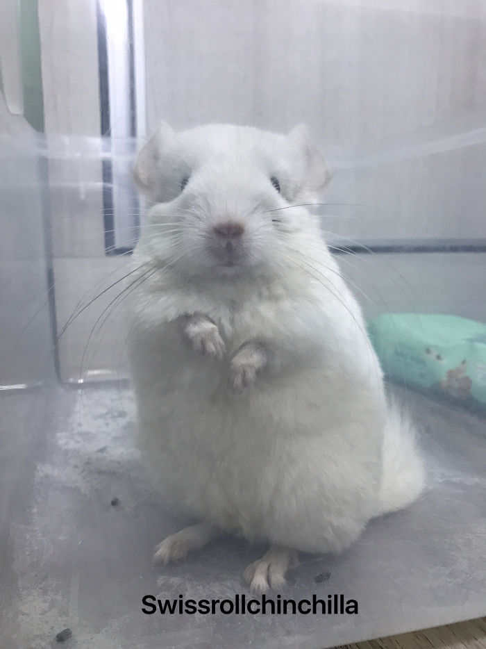 186 Baby Chinchillas That Will Melt Your Heart 186 Baby Chinchillas That Will Melt Your Heart
