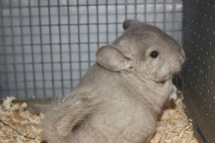 186 Baby Chinchillas That Will Melt Your Heart 186 Baby Chinchillas That Will Melt Your Heart