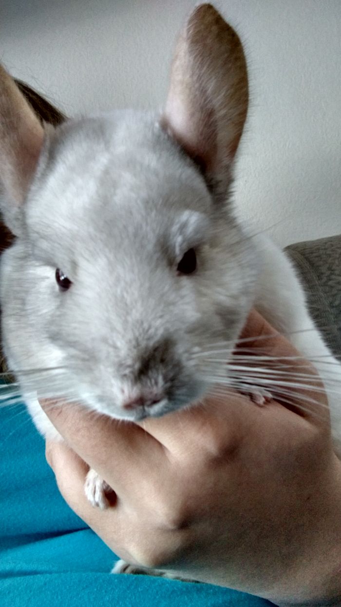 186 Baby Chinchillas That Will Melt Your Heart 186 Baby Chinchillas That Will Melt Your Heart