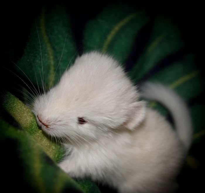 186 Baby Chinchillas That Will Melt Your Heart 186 Baby Chinchillas That Will Melt Your Heart