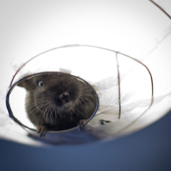 186 Baby Chinchillas That Will Melt Your Heart 186 Baby Chinchillas That Will Melt Your Heart