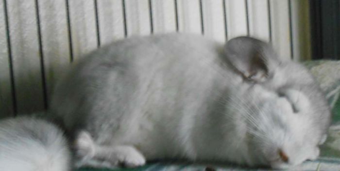 186 Baby Chinchillas That Will Melt Your Heart 186 Baby Chinchillas That Will Melt Your Heart