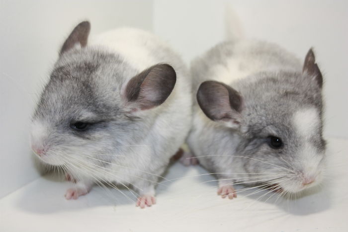 186 Baby Chinchillas That Will Melt Your Heart 186 Baby Chinchillas That Will Melt Your Heart