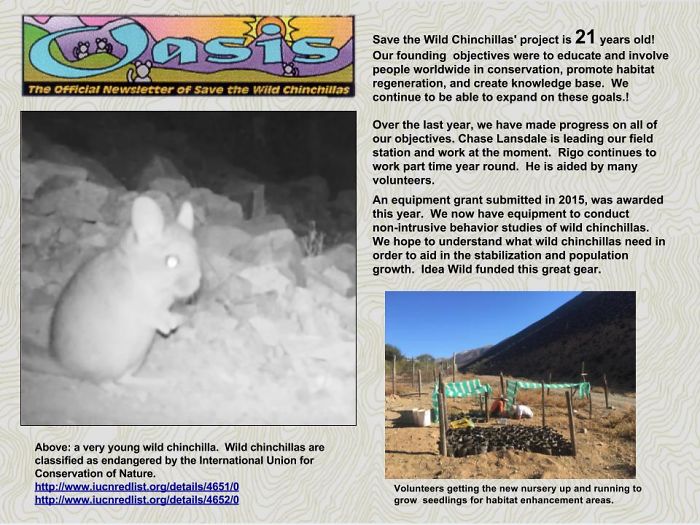 186 Baby Chinchillas That Will Melt Your Heart 186 Baby Chinchillas That Will Melt Your Heart