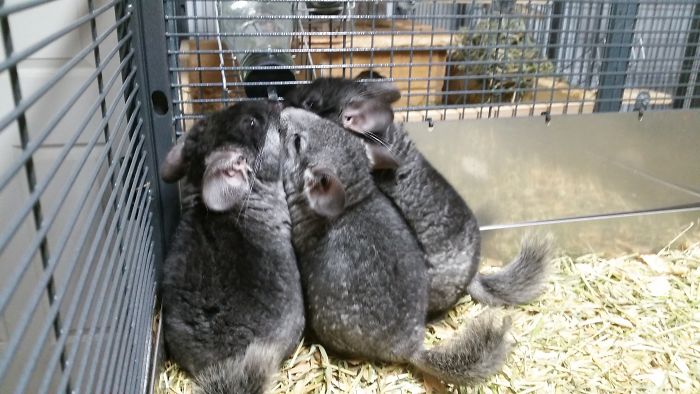 186 Baby Chinchillas That Will Melt Your Heart 186 Baby Chinchillas That Will Melt Your Heart