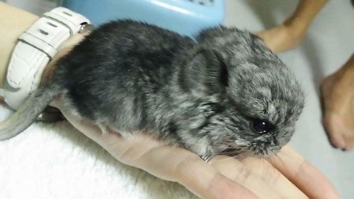 186 Baby Chinchillas That Will Melt Your Heart 186 Baby Chinchillas That Will Melt Your Heart