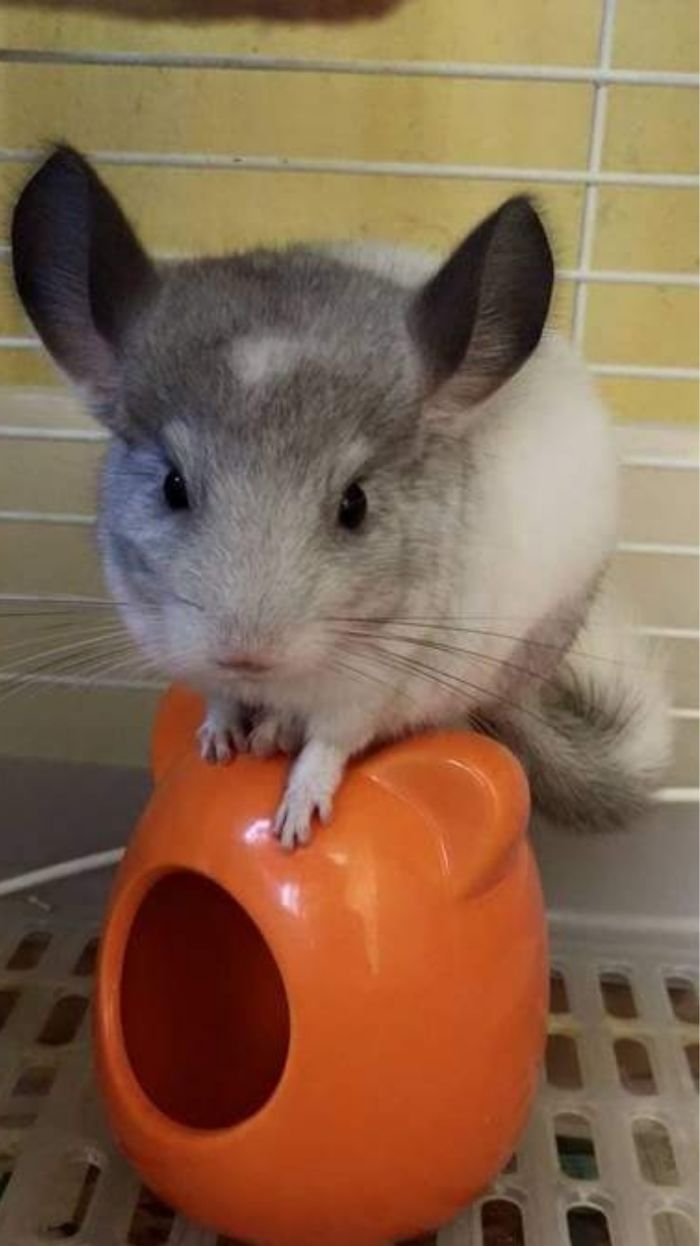 186 Baby Chinchillas That Will Melt Your Heart 186 Baby Chinchillas That Will Melt Your Heart