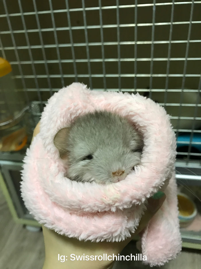 186 Baby Chinchillas That Will Melt Your Heart 186 Baby Chinchillas That Will Melt Your Heart