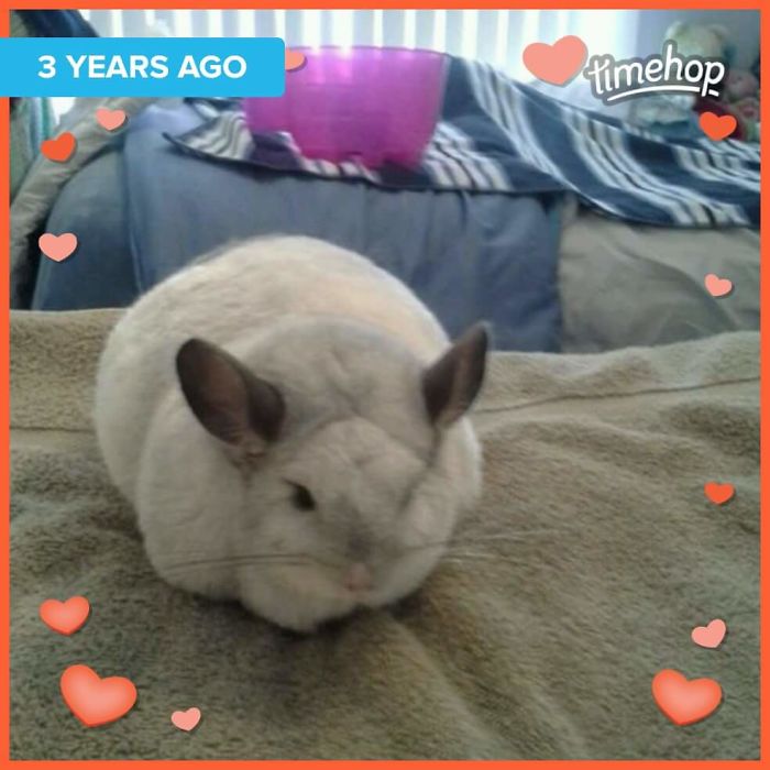 186 Baby Chinchillas That Will Melt Your Heart 186 Baby Chinchillas That Will Melt Your Heart