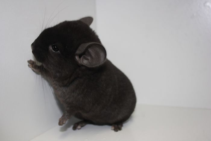 186 Baby Chinchillas That Will Melt Your Heart 186 Baby Chinchillas That Will Melt Your Heart