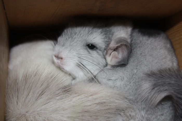 186 Baby Chinchillas That Will Melt Your Heart 186 Baby Chinchillas That Will Melt Your Heart
