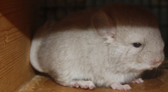 186 Baby Chinchillas That Will Melt Your Heart 186 Baby Chinchillas That Will Melt Your Heart