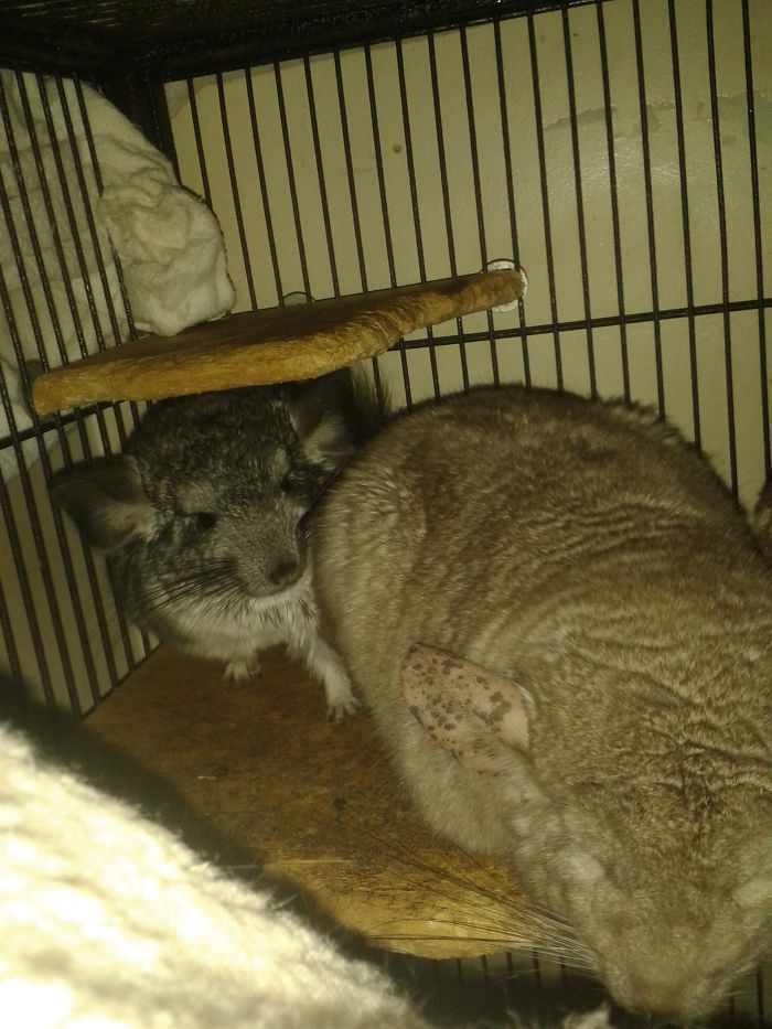 186 Baby Chinchillas That Will Melt Your Heart 186 Baby Chinchillas That Will Melt Your Heart