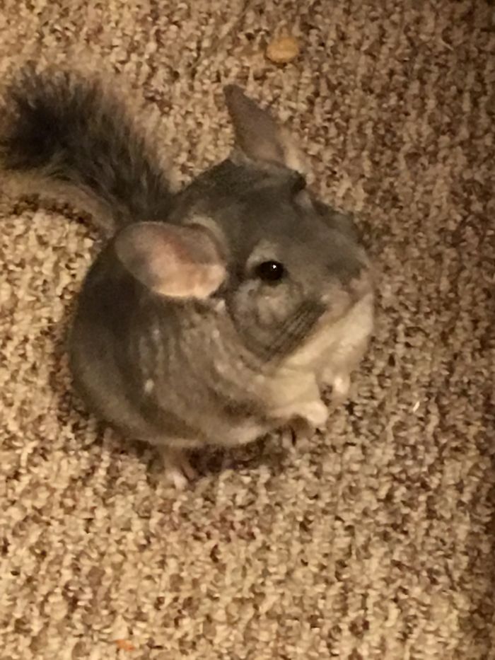 186 Baby Chinchillas That Will Melt Your Heart 186 Baby Chinchillas That Will Melt Your Heart