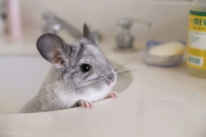 186 Baby Chinchillas That Will Melt Your Heart 186 Baby Chinchillas That Will Melt Your Heart