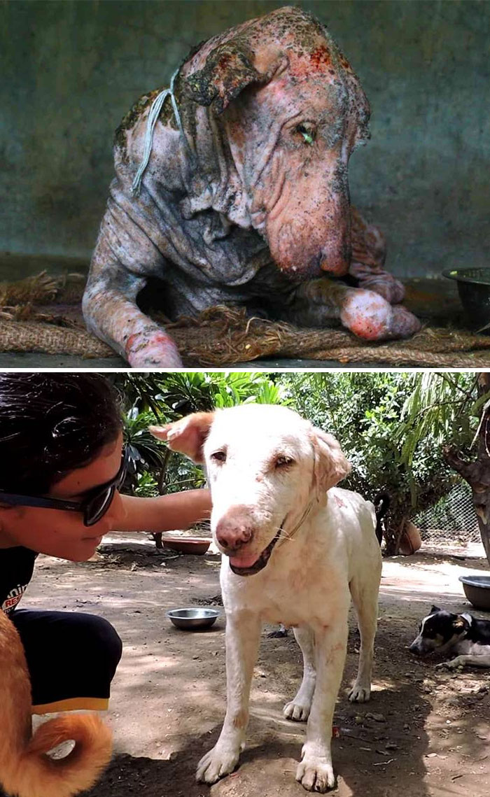 30 Incredible Before & After Rescue Dog Transformations Show What Love Can Do 30 Incredible Before & After Rescue Dog Transformations Show What Love Can Do
