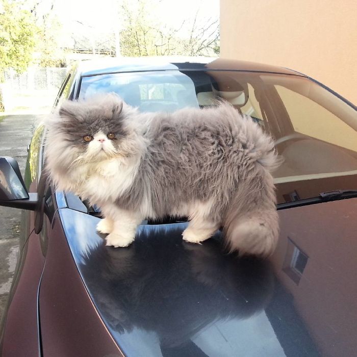 This Sheep-Cat Has Some Of The Weirdest Fur We&#8217;ve Ever Seen