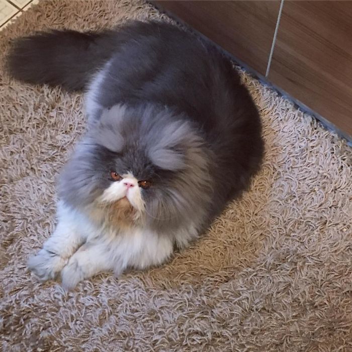 This Sheep-Cat Has Some Of The Weirdest Fur We&#8217;ve Ever Seen