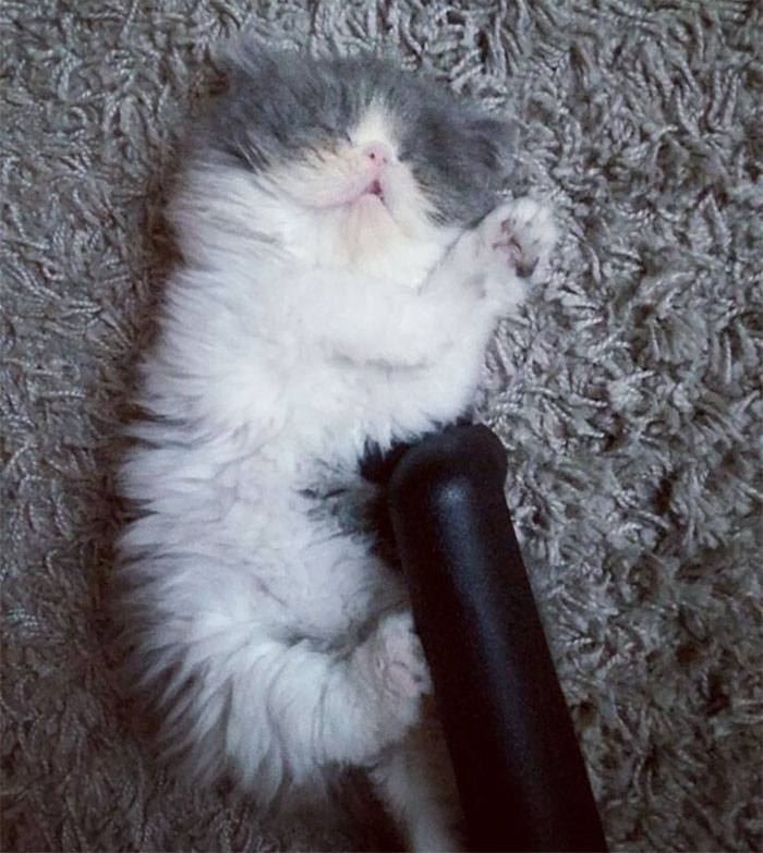 This Sheep-Cat Has Some Of The Weirdest Fur We&#8217;ve Ever Seen