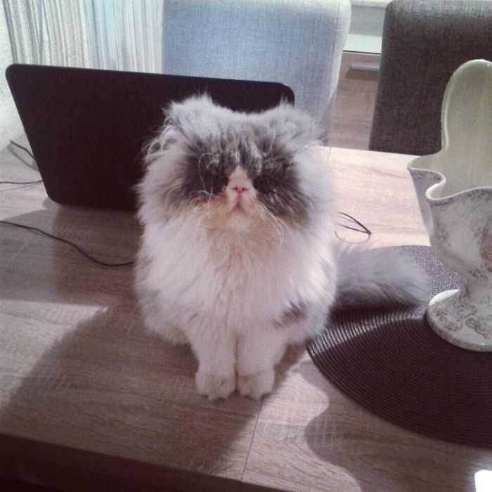 This Sheep-Cat Has Some Of The Weirdest Fur We&#8217;ve Ever Seen