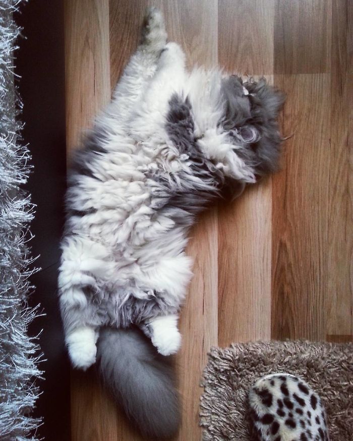 This Sheep-Cat Has Some Of The Weirdest Fur We&#8217;ve Ever Seen