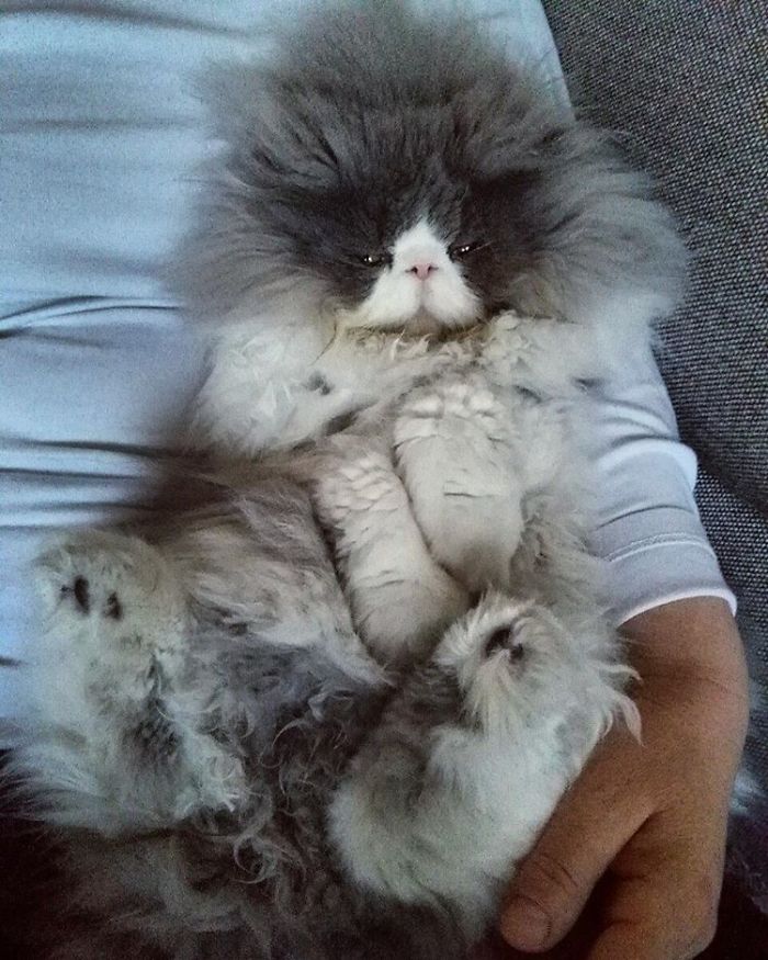 This Sheep-Cat Has Some Of The Weirdest Fur We&#8217;ve Ever Seen