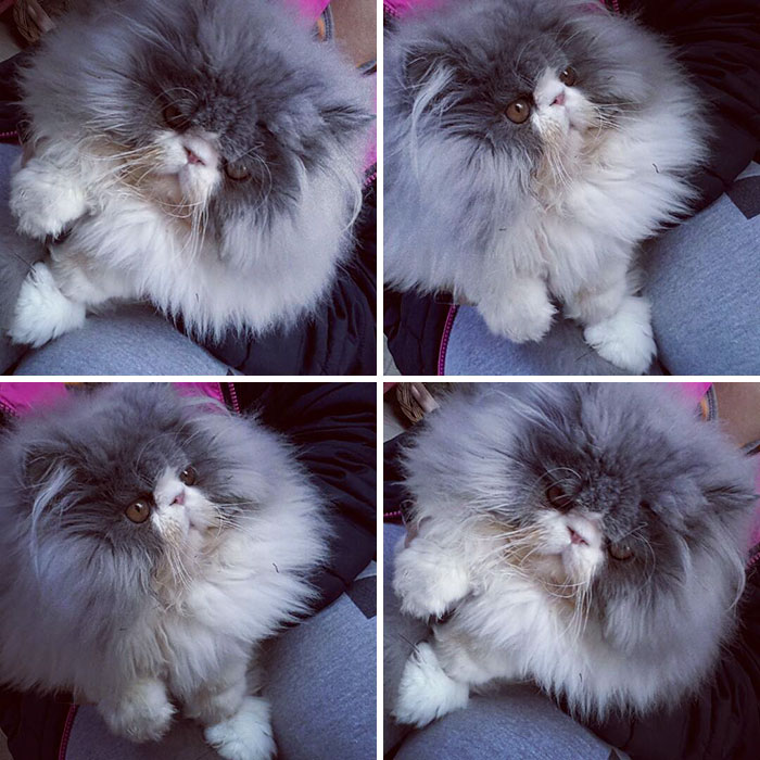 This Sheep-Cat Has Some Of The Weirdest Fur We&#8217;ve Ever Seen