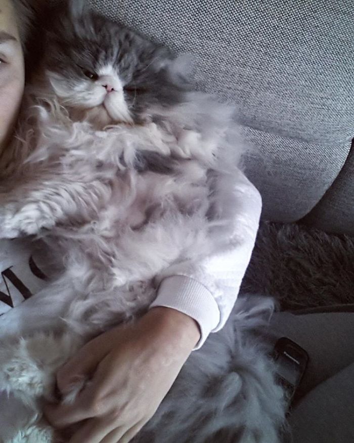 This Sheep-Cat Has Some Of The Weirdest Fur We&#8217;ve Ever Seen