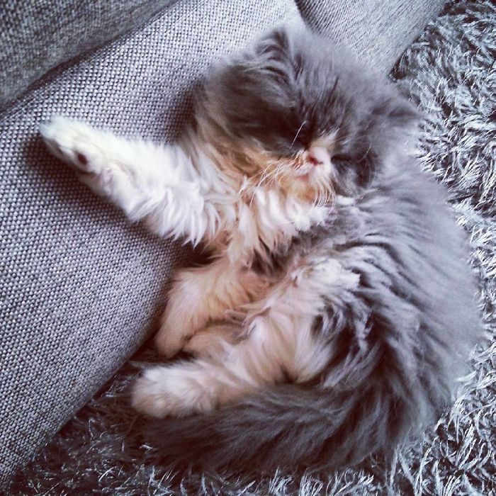 This Sheep-Cat Has Some Of The Weirdest Fur We&#8217;ve Ever Seen