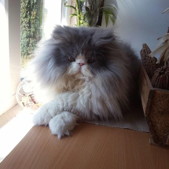 This Sheep-Cat Has Some Of The Weirdest Fur We&#8217;ve Ever Seen