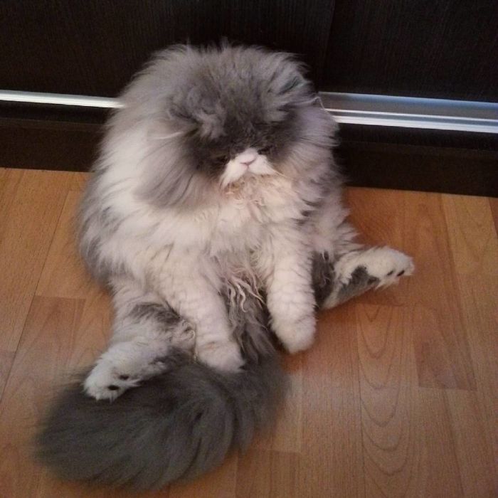 This Sheep-Cat Has Some Of The Weirdest Fur We&#8217;ve Ever Seen
