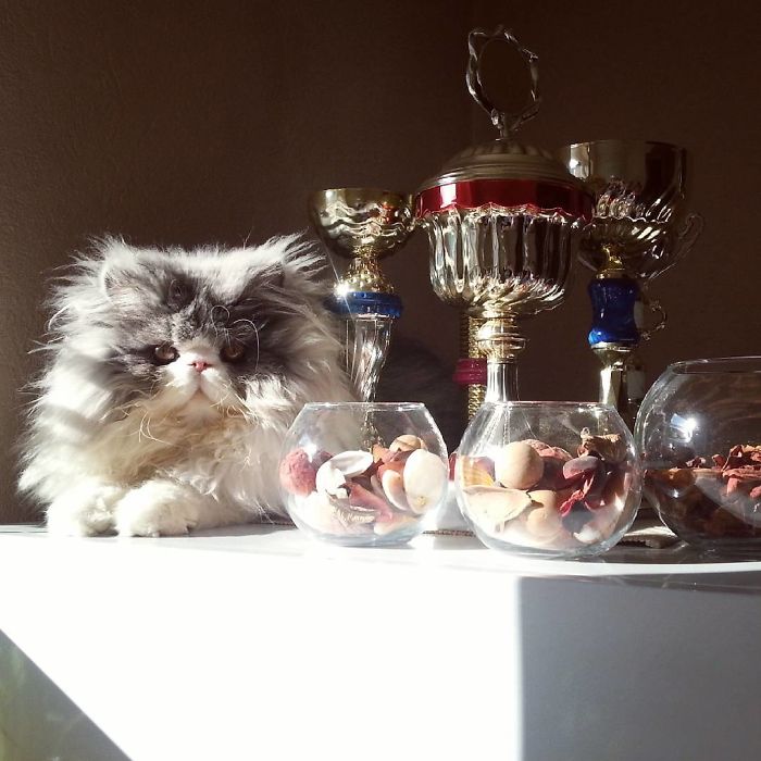 This Sheep-Cat Has Some Of The Weirdest Fur We&#8217;ve Ever Seen