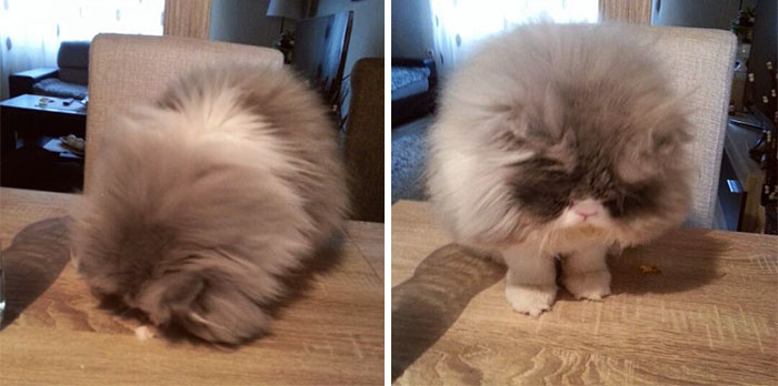 This Sheep-Cat Has Some Of The Weirdest Fur We&#8217;ve Ever Seen