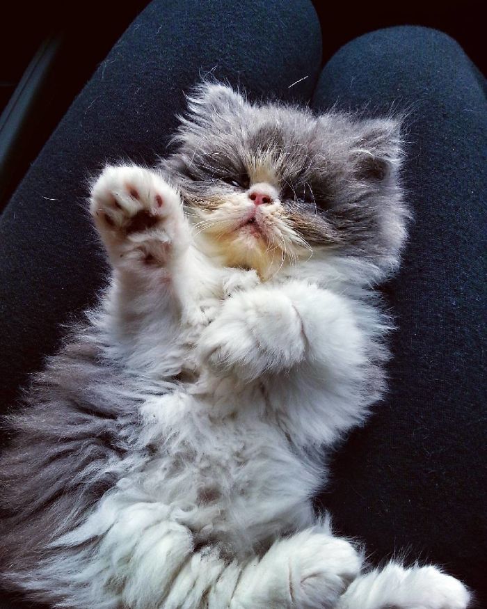 This Sheep-Cat Has Some Of The Weirdest Fur We&#8217;ve Ever Seen