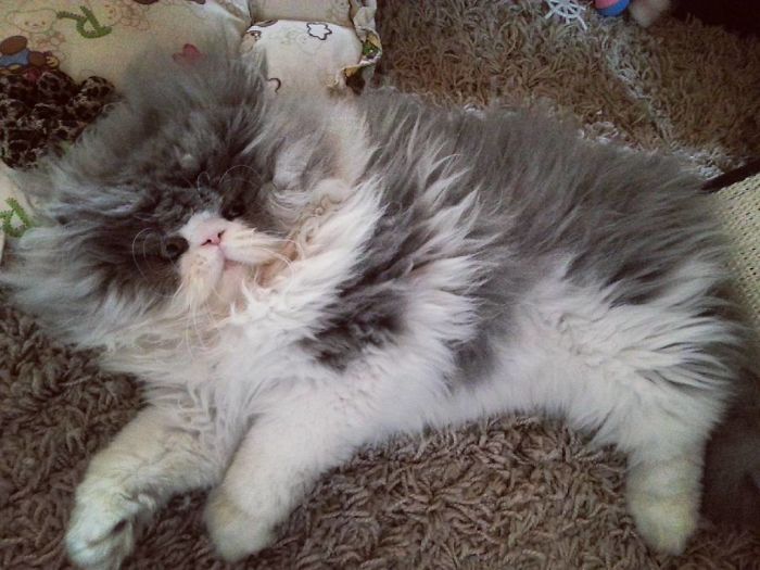 This Sheep-Cat Has Some Of The Weirdest Fur We&#8217;ve Ever Seen