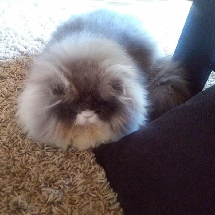 This Sheep-Cat Has Some Of The Weirdest Fur We&#8217;ve Ever Seen