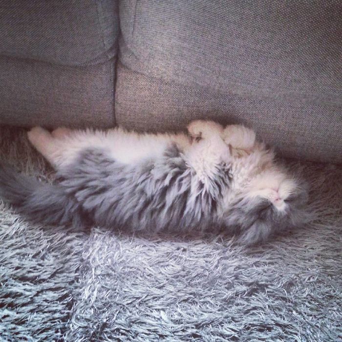 This Sheep-Cat Has Some Of The Weirdest Fur We&#8217;ve Ever Seen