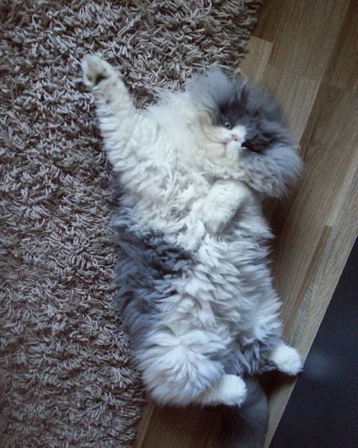 This Sheep-Cat Has Some Of The Weirdest Fur We&#8217;ve Ever Seen