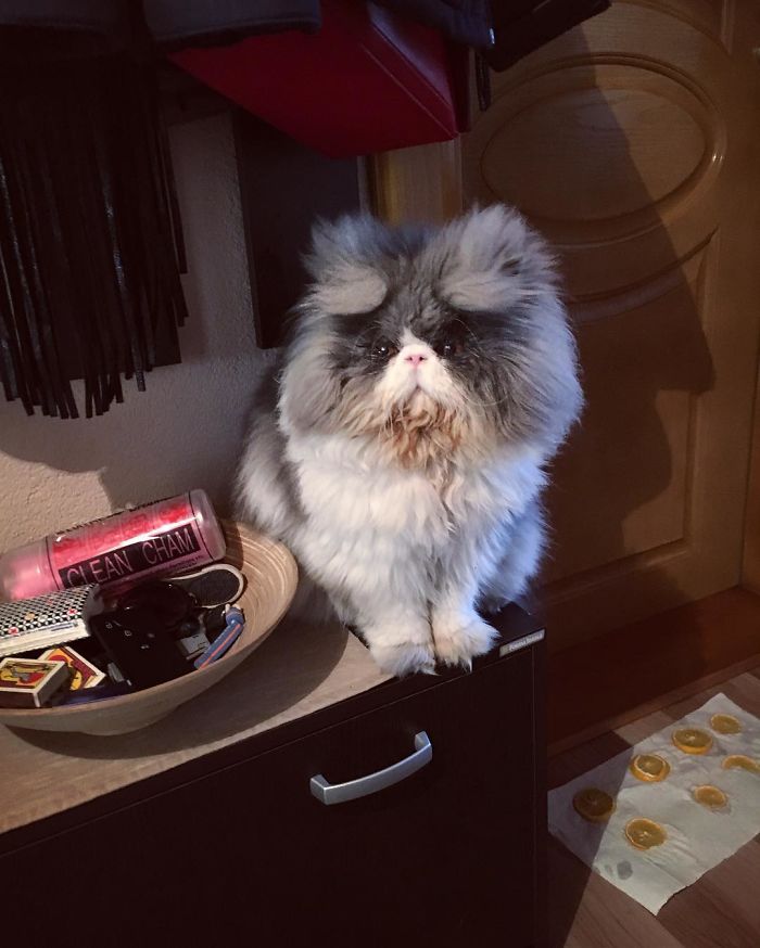 This Sheep-Cat Has Some Of The Weirdest Fur We&#8217;ve Ever Seen