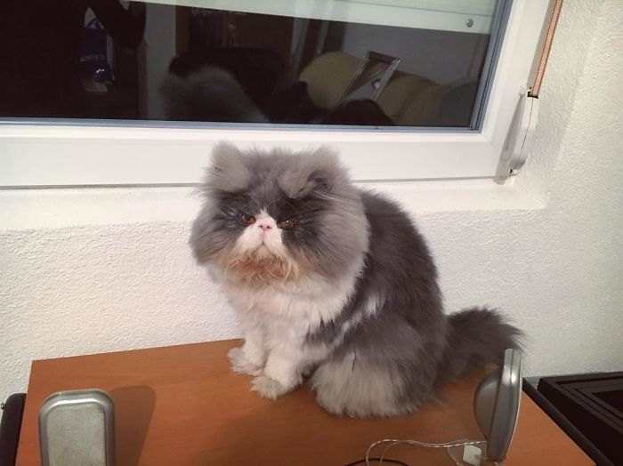 This Sheep-Cat Has Some Of The Weirdest Fur We&#8217;ve Ever Seen