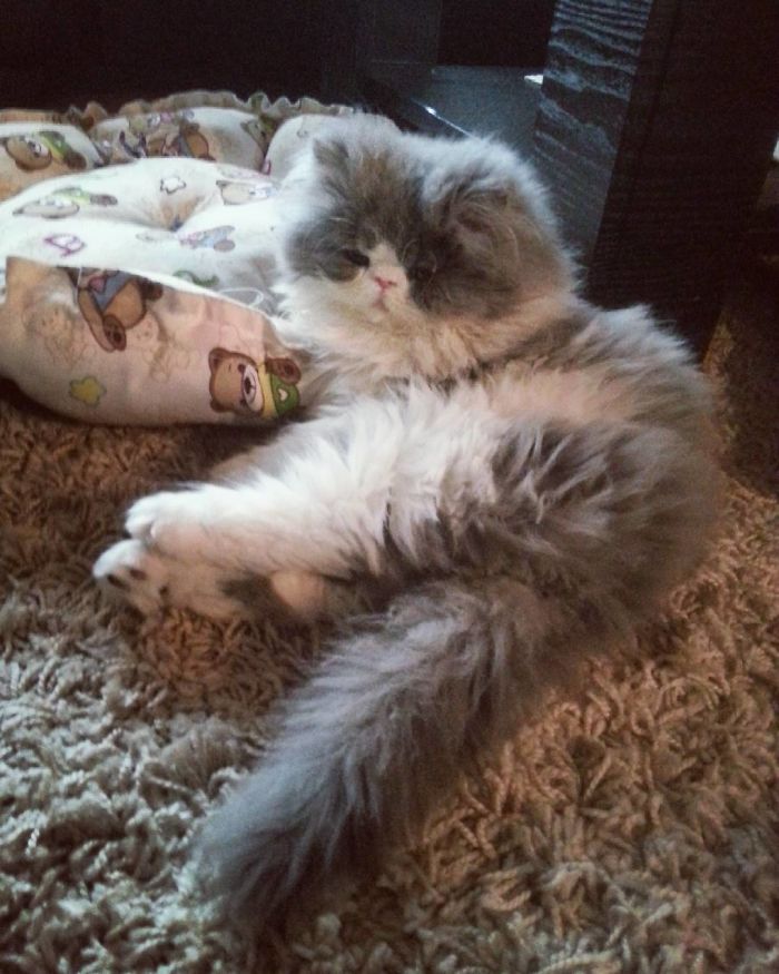 This Sheep-Cat Has Some Of The Weirdest Fur We&#8217;ve Ever Seen