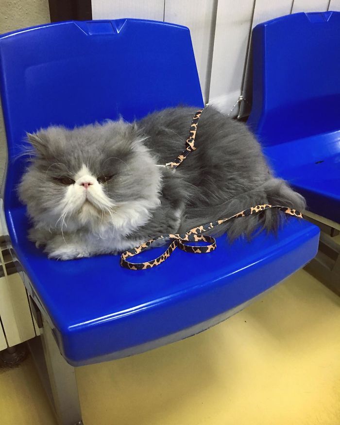 This Sheep-Cat Has Some Of The Weirdest Fur We&#8217;ve Ever Seen