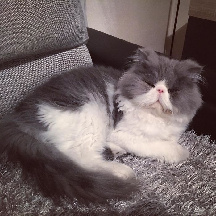 This Sheep-Cat Has Some Of The Weirdest Fur We&#8217;ve Ever Seen