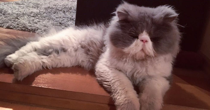 This Sheep-Cat Has Some Of The Weirdest Fur We&#8217;ve Ever Seen