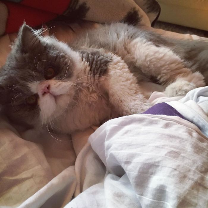 This Sheep-Cat Has Some Of The Weirdest Fur We&#8217;ve Ever Seen