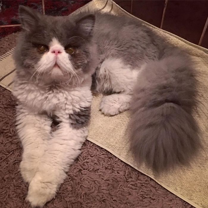 This Sheep-Cat Has Some Of The Weirdest Fur We&#8217;ve Ever Seen