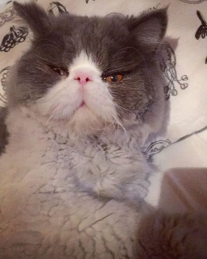 This Sheep-Cat Has Some Of The Weirdest Fur We&#8217;ve Ever Seen